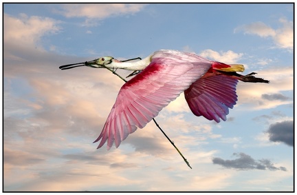 New Spoonbill