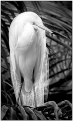Egret pose
