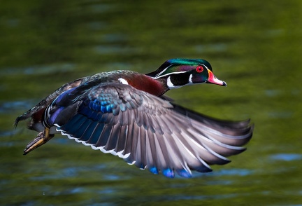 Wood Duck in Flight #2