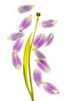 Mike-Lang-Falling-Petals