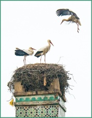 bmccahill-High Key Storkes-1