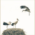 bmccahill-Storkes Sepia-1