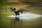 DJCrinnian-