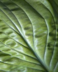 jhopkins-hosta