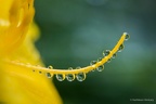 Kathy H-raindrops macro-1