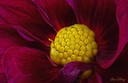 MDiRenzo-Dahlia Heart 4113 w67