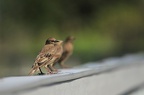 tcanavan-sparrow