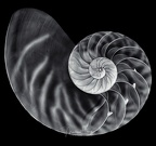 MLang-Nautilus-BW